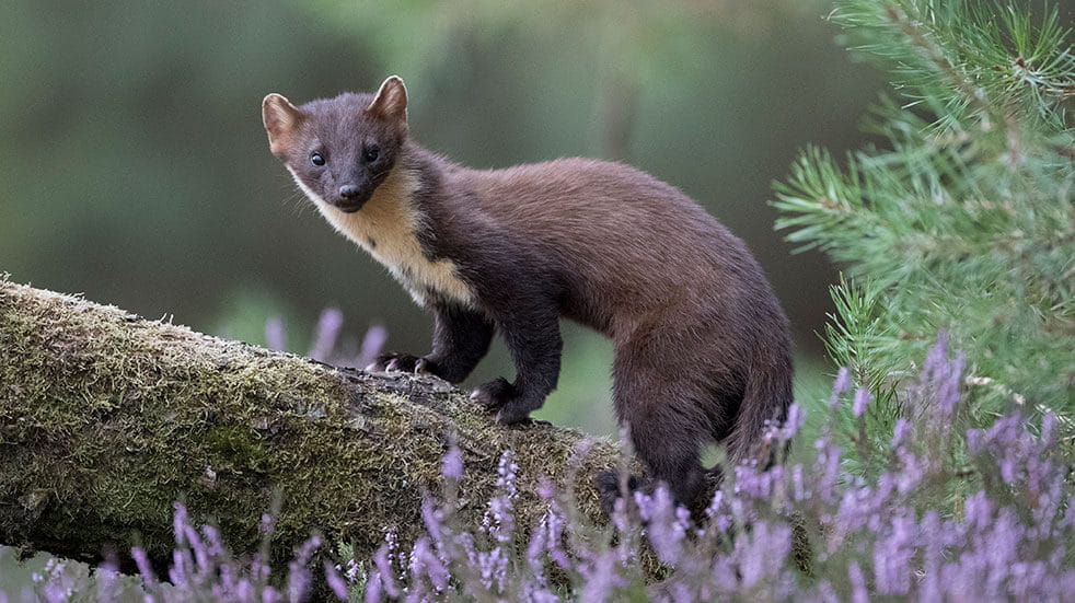 Pine Martens Reintroduced To Forest Of Dean | Shropshire Star