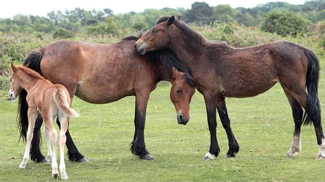 Horses standing in a field three pony brown grass 