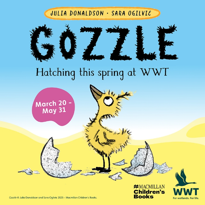Gozzle - hatching this spring at WWT